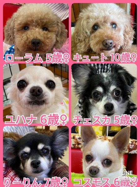 🐾今日の里親様募集中ワンコ🐶メンバーです🐾2022,5,4【保護犬カフェ天神橋店】